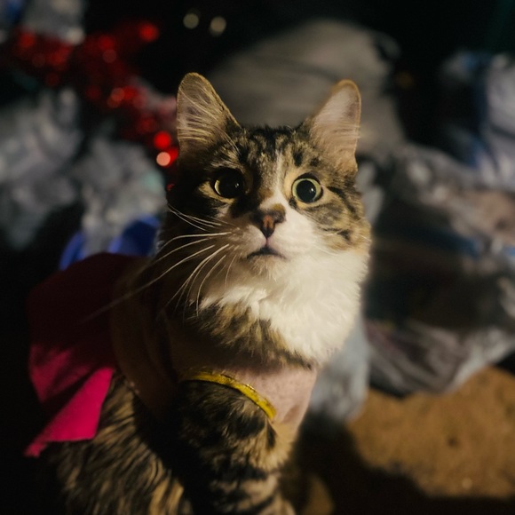 Meet your Posher, Lili - Picture 3 of 16